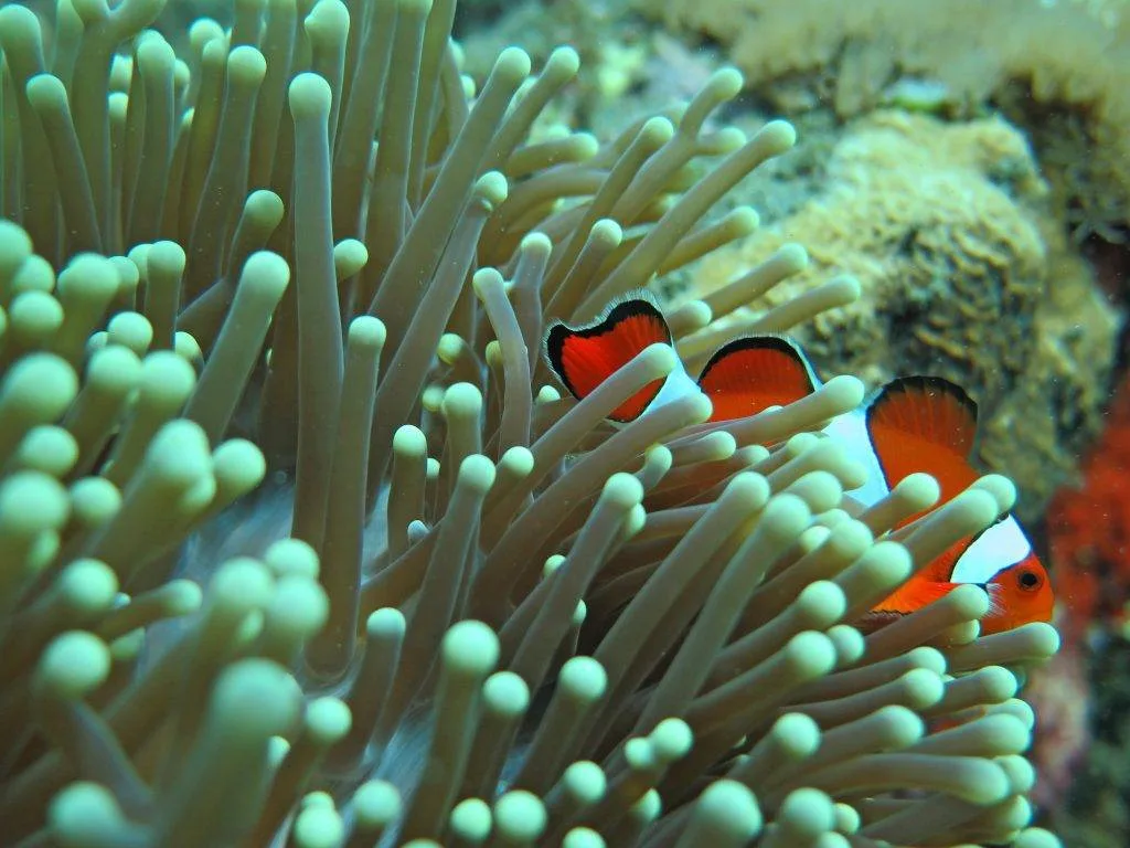 Gili petagan Gili Trawangan Tour & Travel