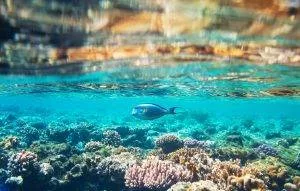 coral reef 2021 08 27 11 27 44 utc Gili Trawangan Tour & Travel