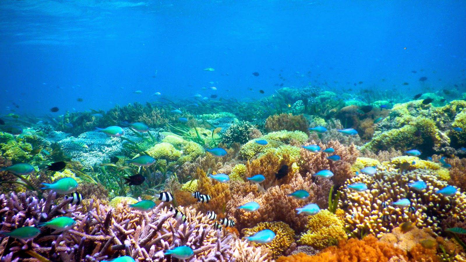 3 gili lombok snorkeling tour gili kondo gili bidara gili petagan fb5a4825d4574da35ed221a7217f95fd154147a4 Gili Trawangan Tour & Travel