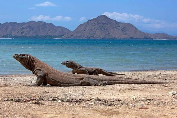 Golden Island Cruises is a company that provides Komodo Island Tour Package, Komodo Tour Package, Trip Gili Trawangan Day Trip.