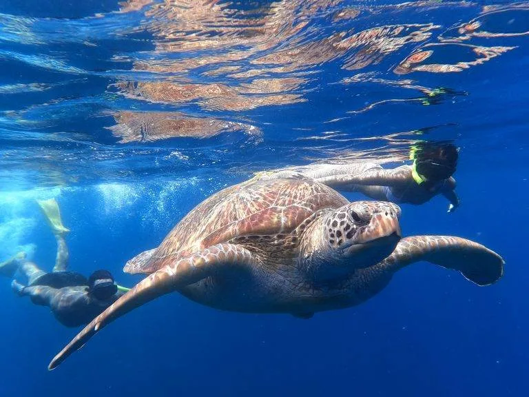 Snorkeling trip gili Trawangan