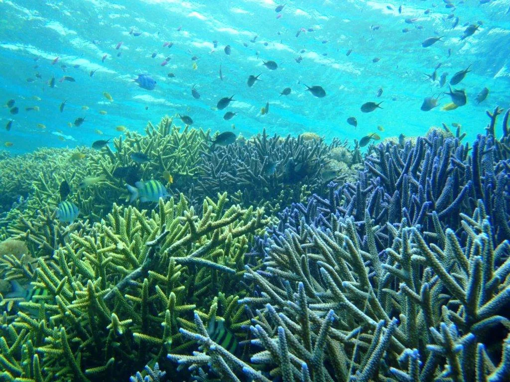 Blue Coral Gili Meno Gili Trawangan Tour & Travel