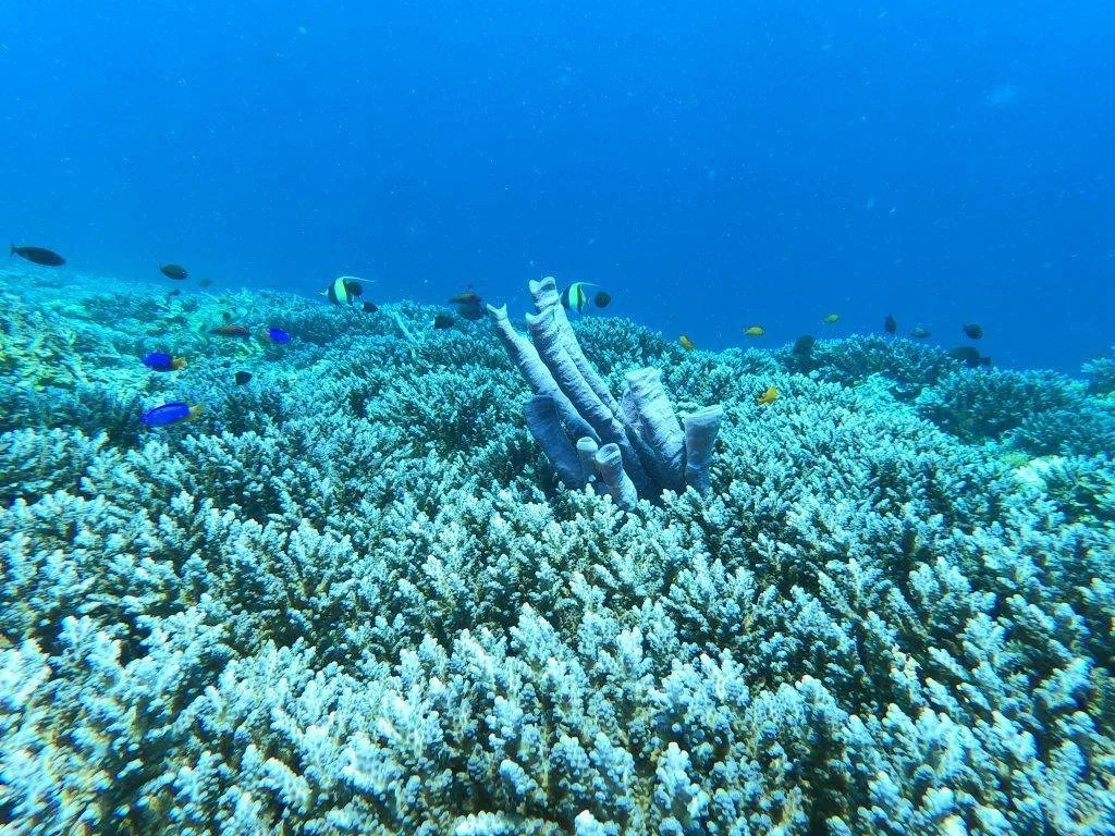 Snorkeling di Gili Trawangan