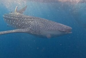 Whale Sharks