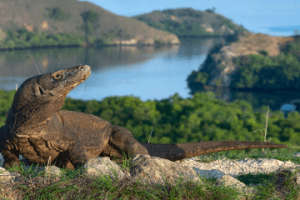 perjalanan komodo dari lombok