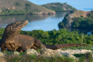 perjalanan komodo dari lombok