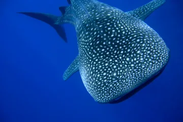 Whale shark sumbawa boat trip
