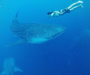 flores to lombok boat tour 7 gili trawangan tour & travel Whale shark 1 Gili Trawangan Tour & Travel