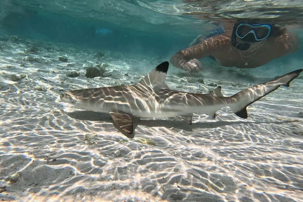 baby shark Gili Trawangan Tour & Travel