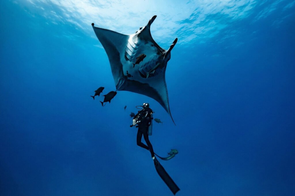 la isla de komodo, tour, tour de komodo, de komodo, excursión en barco, la isla de komodo, excursión en barco