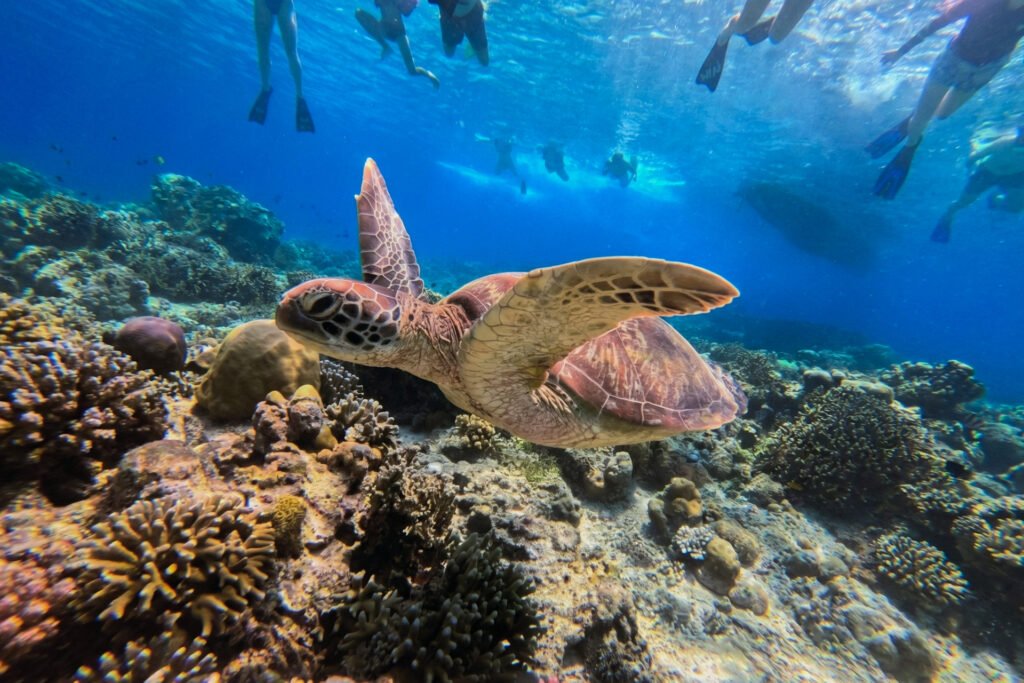 Snorkeling trip Gili Meno, Gili Meno snorkeling trip