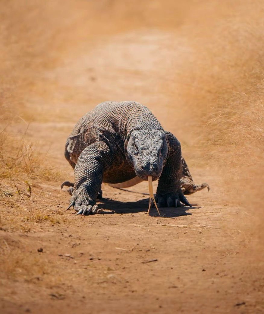 Komodo National Park Reopens with New Sailing Regulation: Night Sailing Prohibited