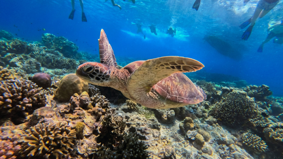 snorkeling gili trawangan official 6 gili trawangan tour & travel Best Snorkeling Gili Trawangan Company