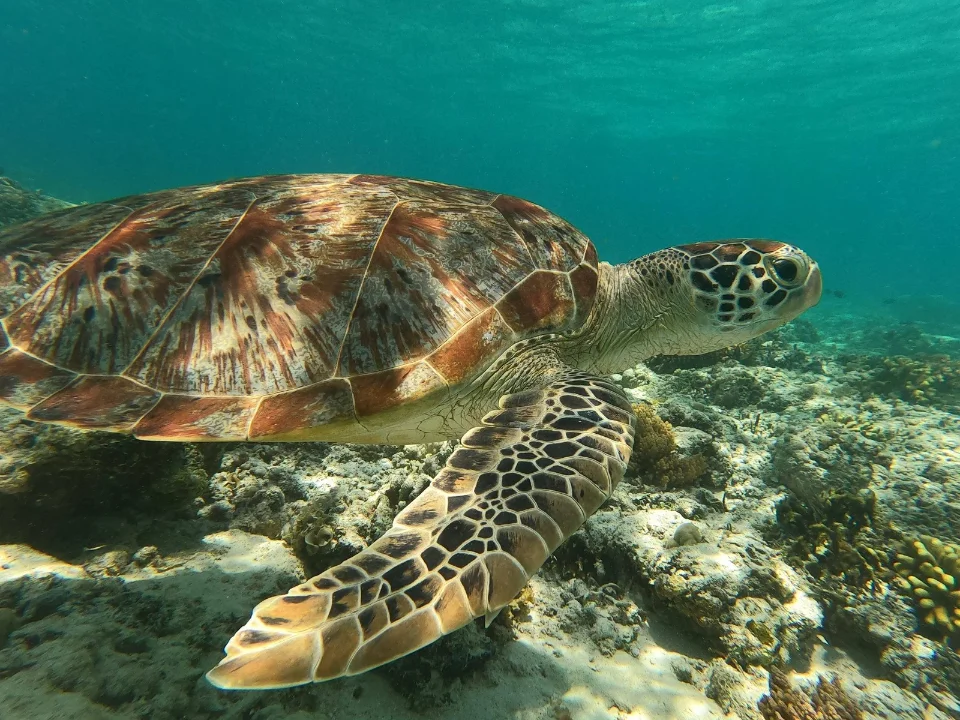 Gili Snorkeling Tour, Snorkeling bersama kura kura di Gili Trawangan