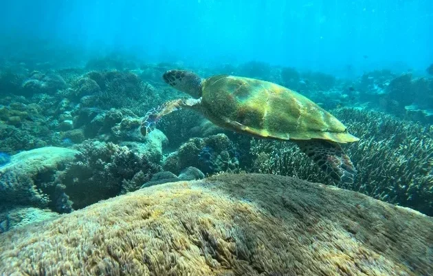 Sea Turtle at Manjarite, Manjarite Snorkeling