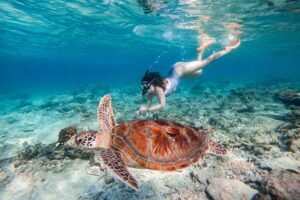 snorkeling gili trawangan official 29 gili trawangan tour & travel Gili Snorkeling Tour: The Ultimate Guide to Exploring the Best Snorkeling Spots in the Gili Islands