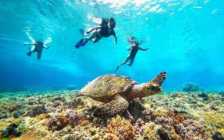 Snorkeling Trips