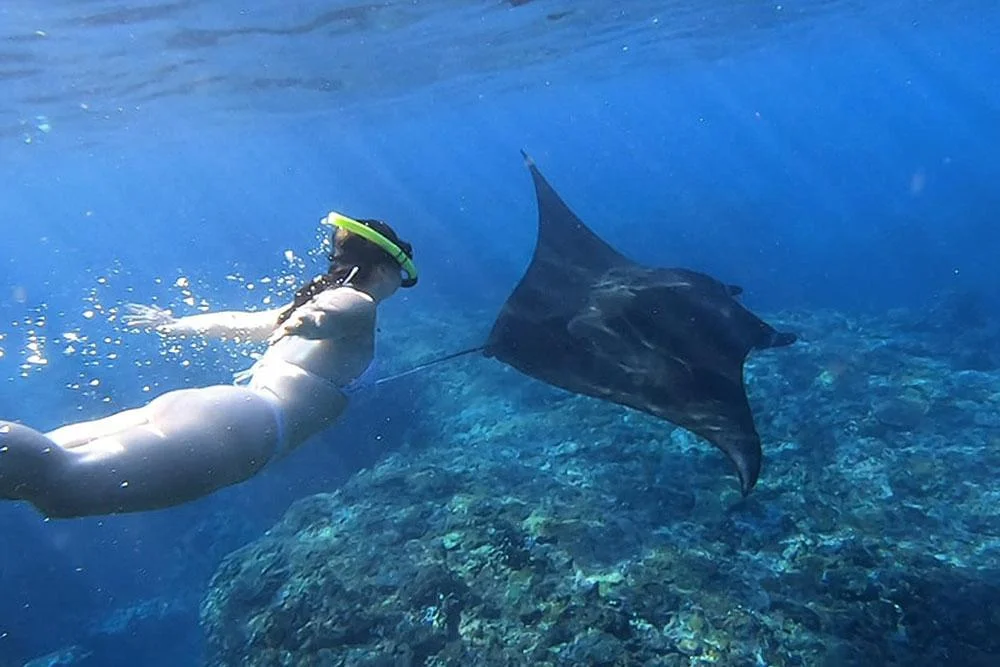 Manta