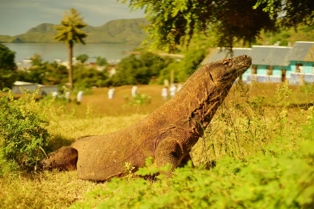 Lombok to Komodo