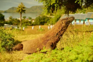 rinjani open trip packages: everything sorted, just pack your bags! 11 gili trawangan tour & travel Lombok to Komodo