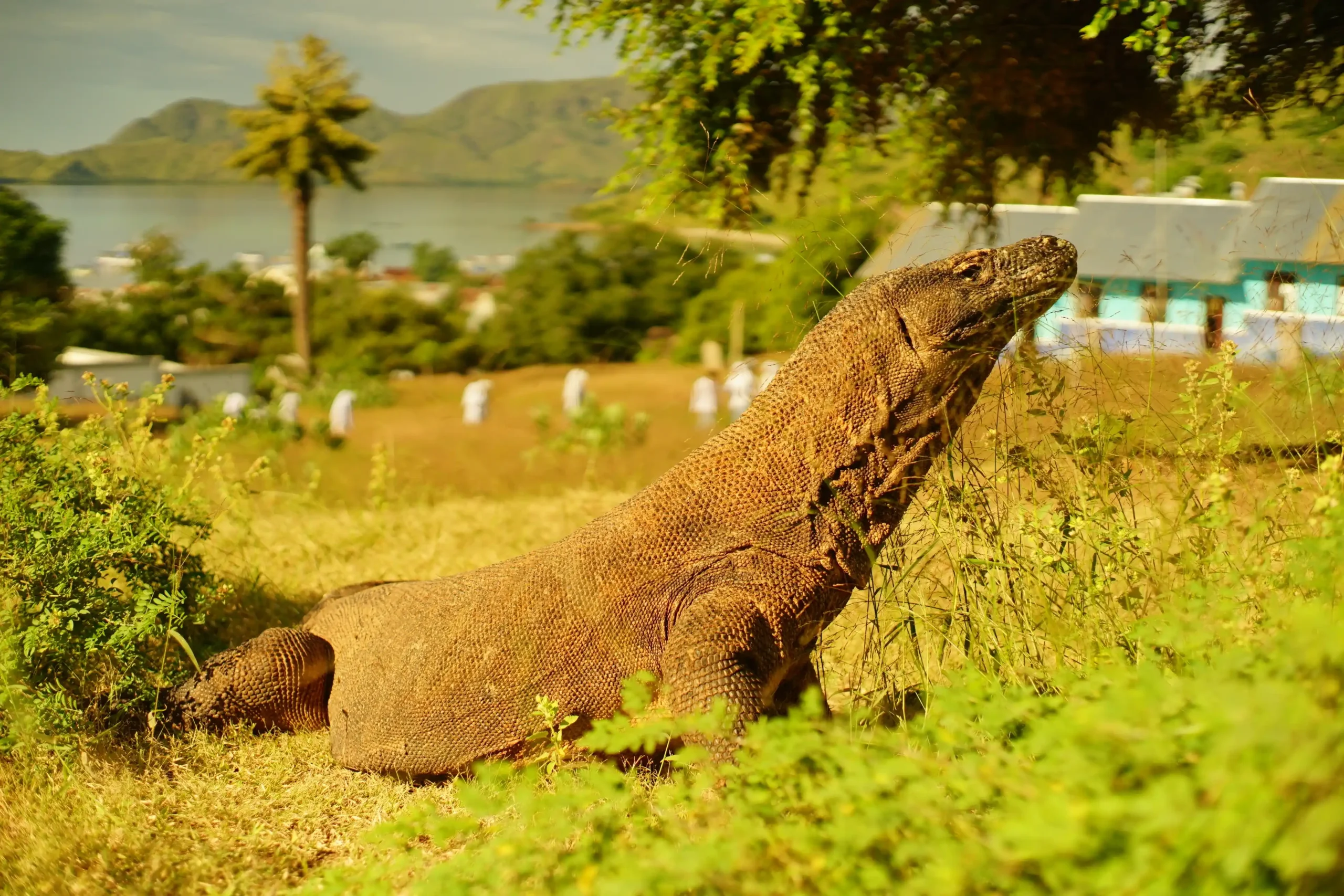 Lombok to Komodo
