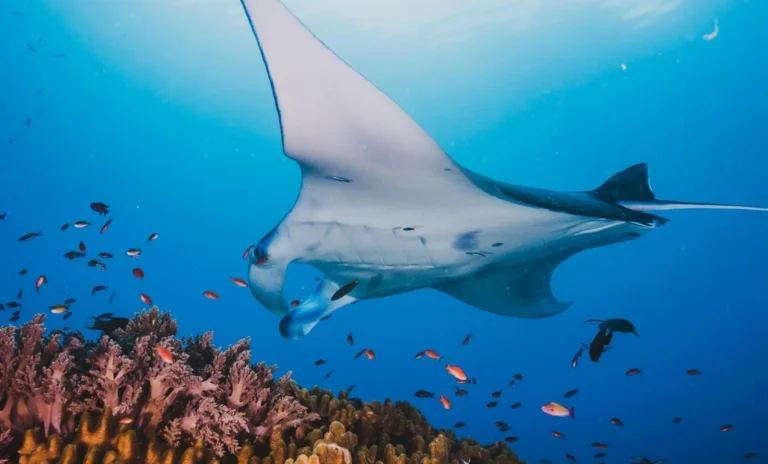 snorkeling dokumentasi 1 gili trawangan tour & travel Snorkeling with Manta point