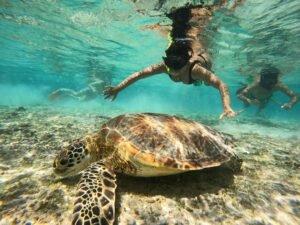 Snorkeling Trips