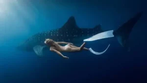snorkeling gili trawangan official 41 gili trawangan tour & travel saleh bay whale sharks point