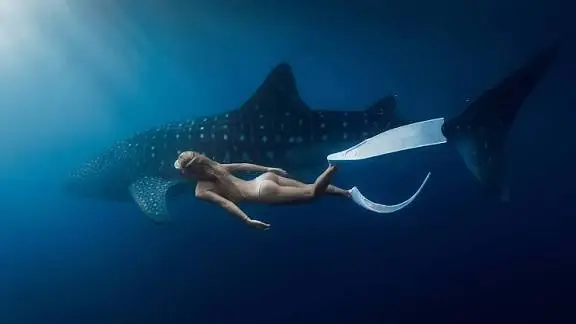 saleh bay whale sharks point