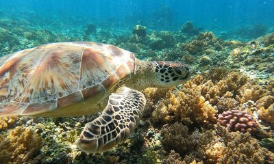 snorkeling spot in gili trawangan turtle spot gili trawangan