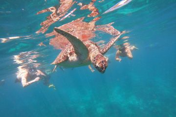 Snorkeling Gili Trawangan