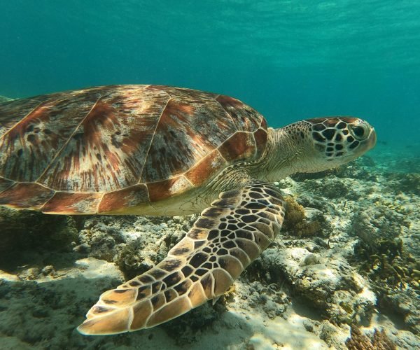 Snorkeling bersama kura kura di Gili Trawangan